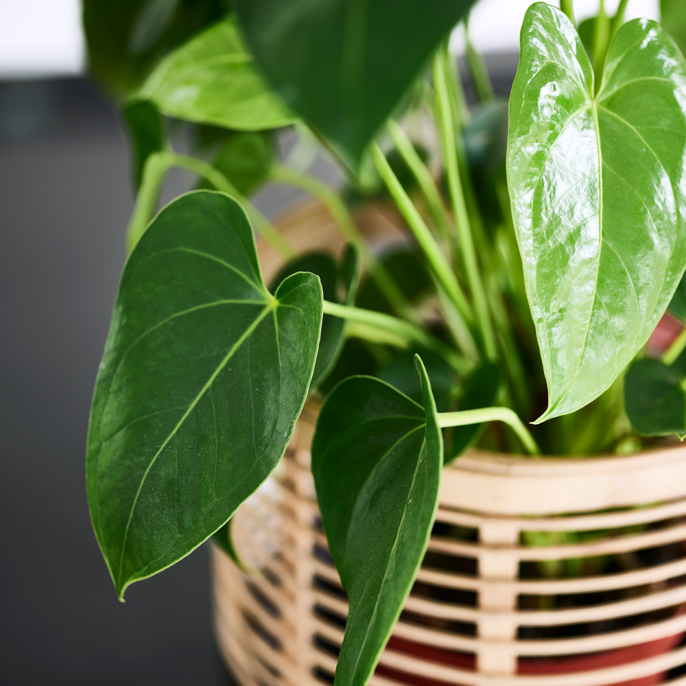 Kleur om van te houden 2